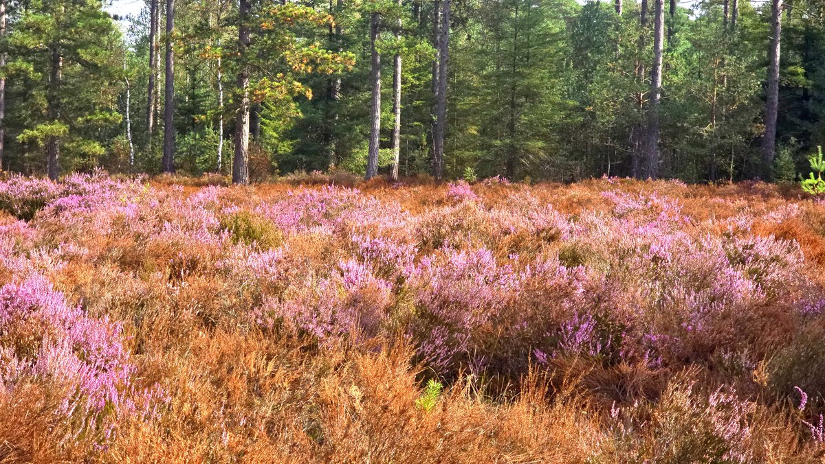 HulzMedia's tweet photo. De heide staat momenteel volop in bloei en zorgt voor prachtige paarse en roze tinten tussen de bossen.
Een typisch Veluws plaatje dat je deze periode niet mag missen. ๐ฒ๐ฟ
๐ธ Wat een prachtig stukje natuur!
#Nunspeet #Veluwe #Heide #Natuur #Heidebloei #HulzMedia https://t.co/wRK5XrGhOd