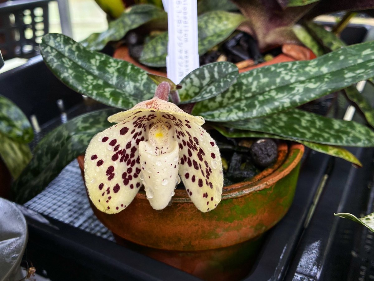 45Peipeipei's tweet photo. Paphiopedilum wenshanense.
やったー🙌 https://t.co/I9EgYXQvIM