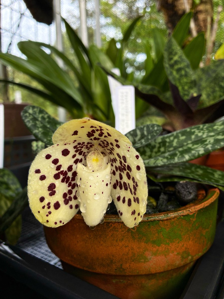 45Peipeipei's tweet photo. Paphiopedilum wenshanense.
やったー🙌 https://t.co/I9EgYXQvIM