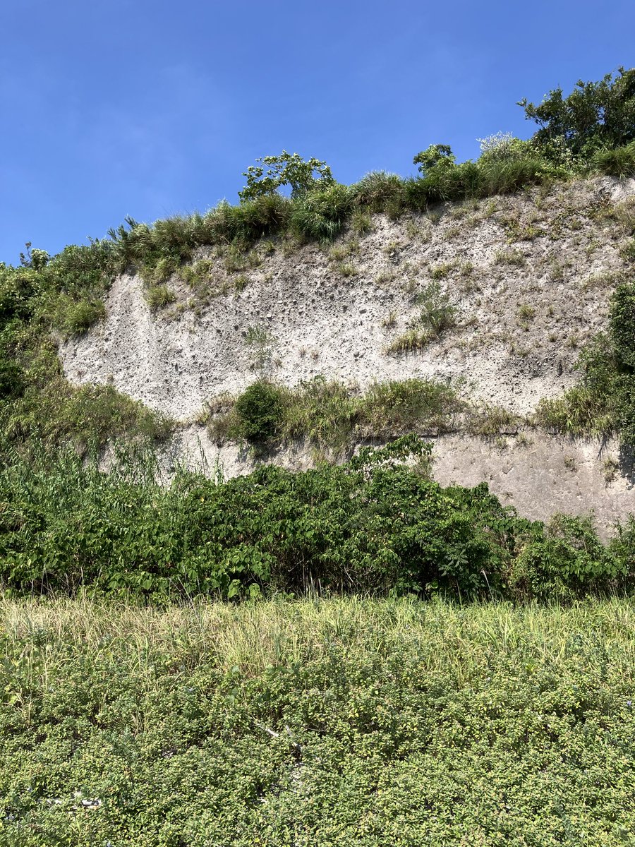 klarinkiku's tweet photo. この後、近くの海岸でシラス台地が観察できるとのことで移動。
10万年前の阿多火砕流の溶結凝灰岩の上に降り積もる3万年前の噴火のシラス（ピンクの上に白）
硬い凝灰岩（でも波で洗われて海食洞になっていた！）と触るだけで崩れるシラスの対比を見て触って体感‥。
これは土砂災害多いはずだ〜。 https://t.co/yGx2u405lw