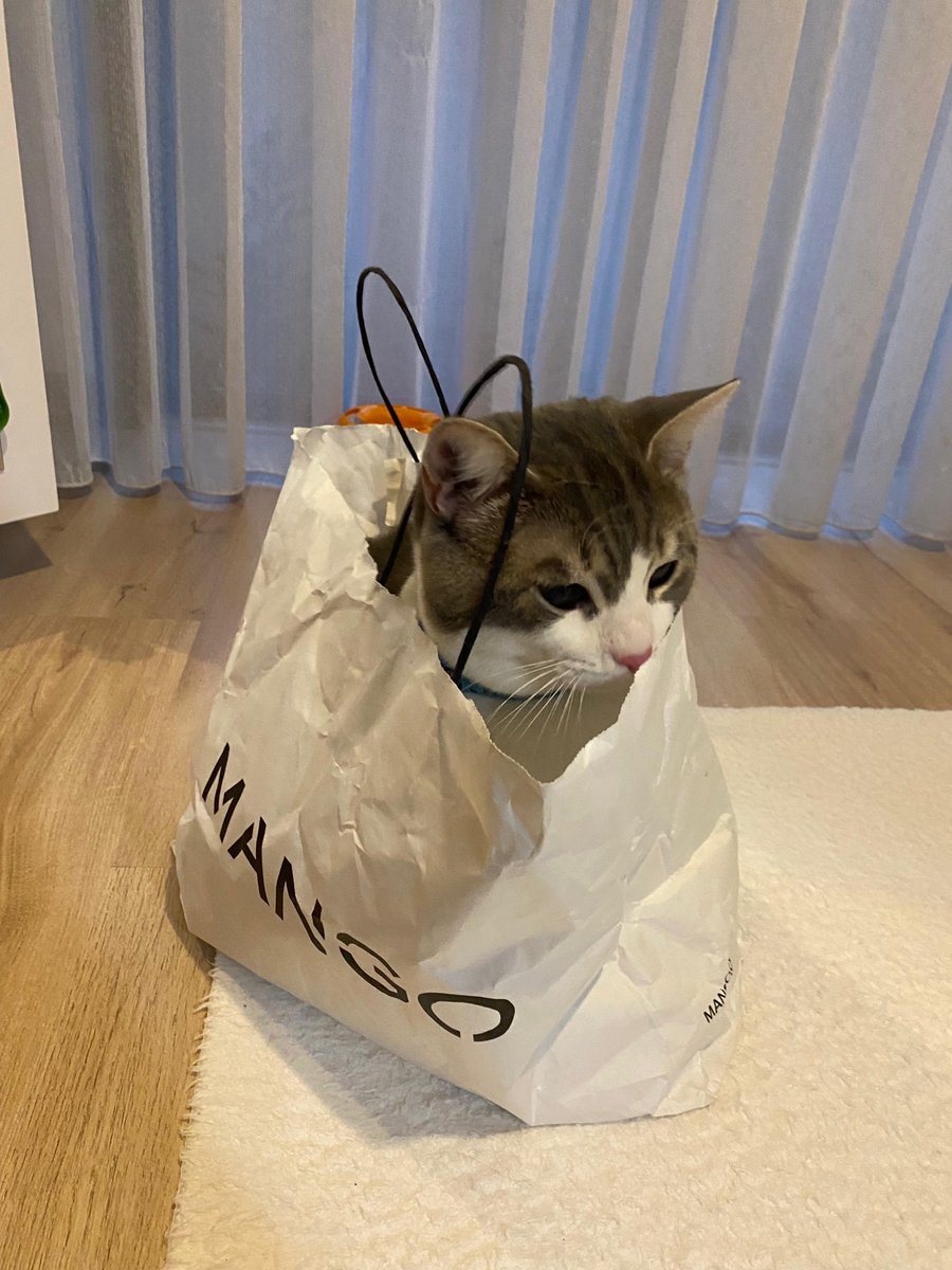 agire_sorr's tweet photo. torba alana yanında kedi hediye https://t.co/ZXXVmBiSbS