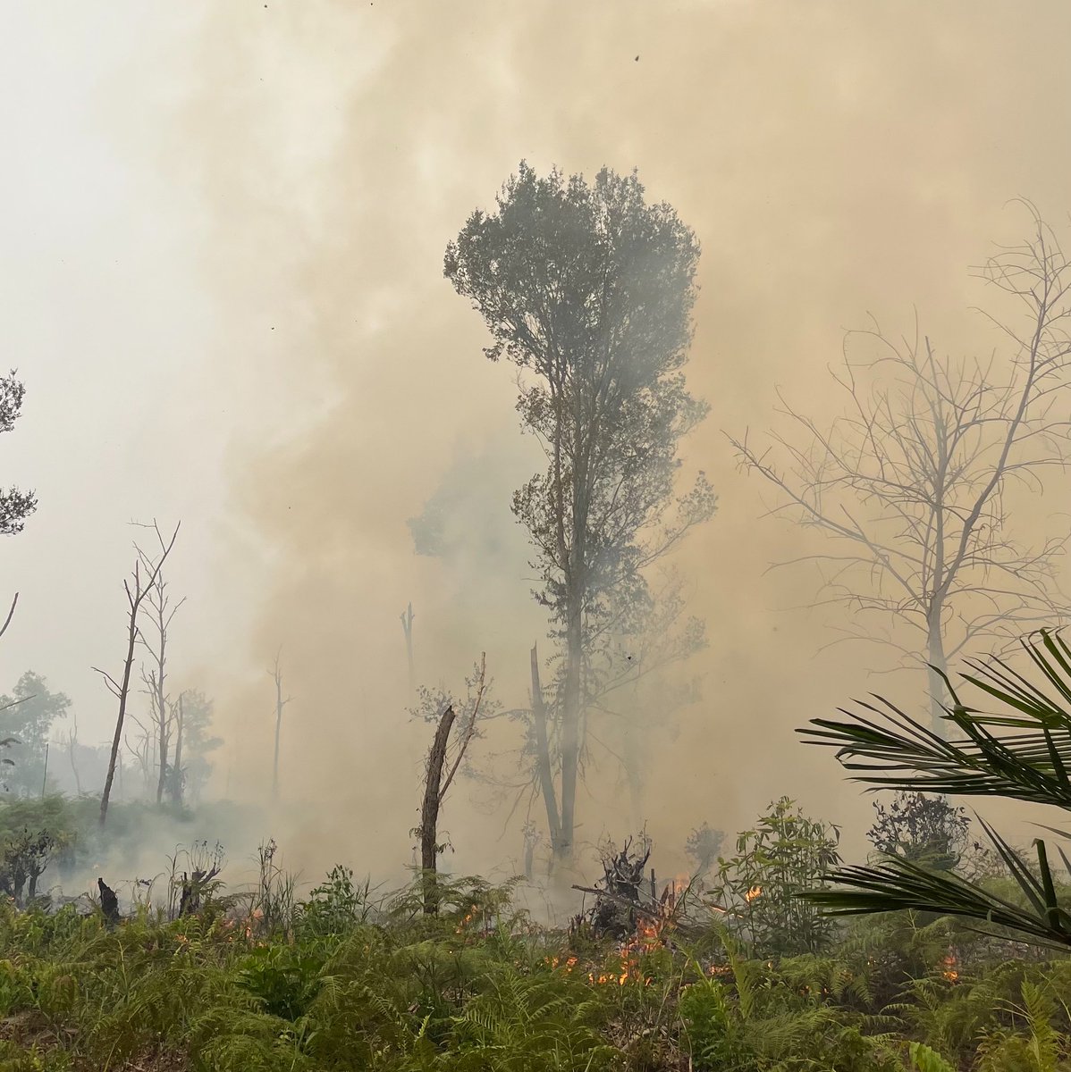 greencitzen's tweet photo. ✨X Please do your magic ✨

❗️URGENT NEED HELP ❗️

Kami butuh mesin pompa air baru seharga 6juta untuk membantu pemadaman api di area petuk katimpun, mesin kami sudah ga kuat kebakaran makin luas.

Bantu melalui : https://t.co/wVOi8Za5d4 atau qris utas ini. https://t.co/grVFz9UKt1