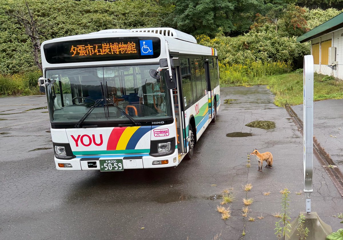 mi3tu2ru6's tweet photo. バスに乗ろうとするキツネ https://t.co/kwWIr54SMu
