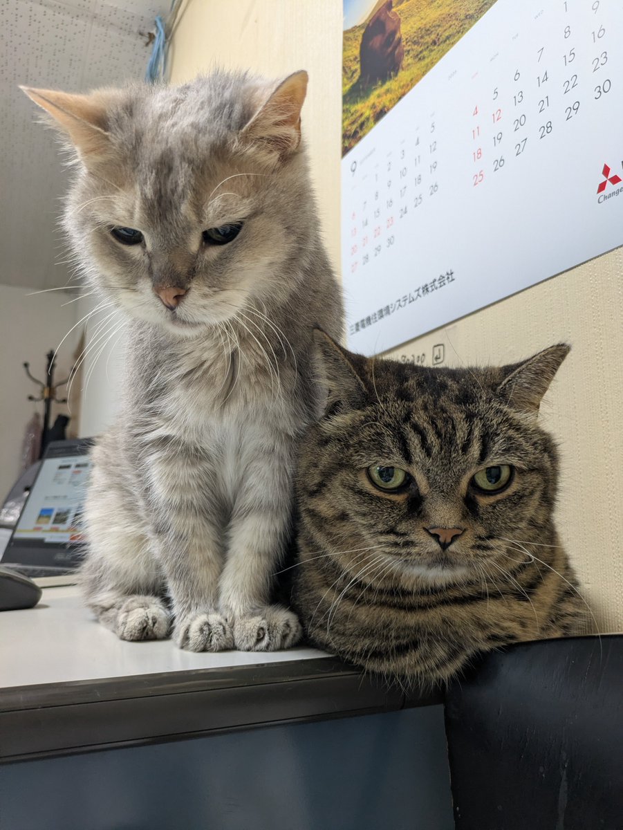 ushiroatama9's tweet photo. 仲良くないのに時々くっついているトミーとジミー。
ﾁｯしょうがねえな、という感じ。 https://t.co/biNbJYVtag