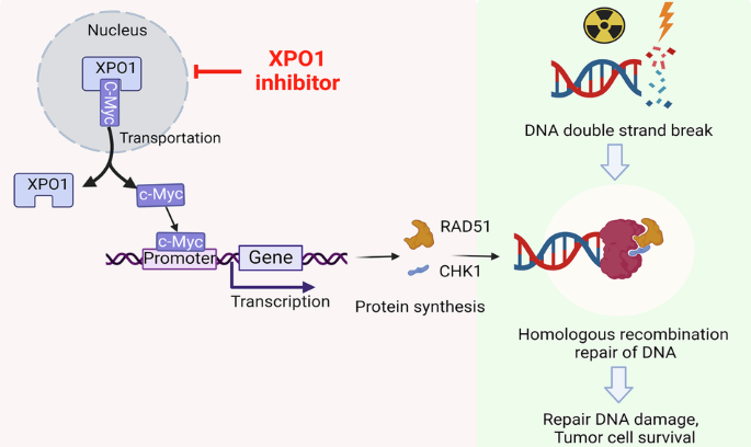 rababcancerfou1's tweet photo. "A breakthrough drug makes radiation 10x deadlier to killer lymphoma—new hope for untreatable cases." https://t.co/KR2HDjY7MP