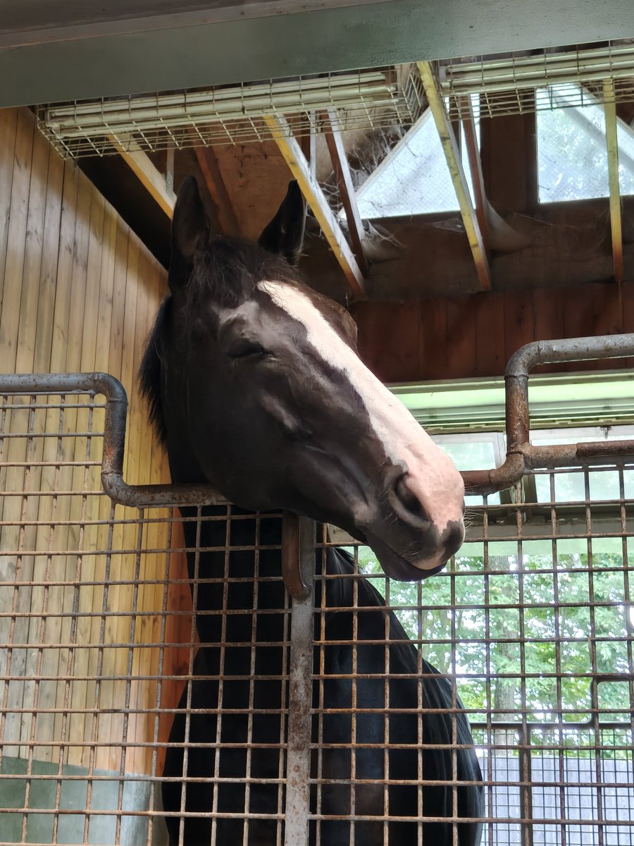 LysGracieux09's tweet photo. イクイノックスです。
この鼻筋の流星は産駒によく遺伝するらいです。
そういえばリスグラシューの2025も似てる流星ですね🤔

#社台スタリオンステーション https://t.co/MyGvSywPTD