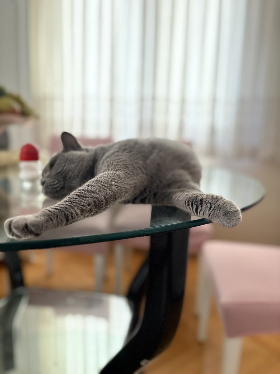 aukarakteriyim's tweet photo. Rastgele kedi yoksa Eylül kötü geçicek https://t.co/YARdd8zr1Q