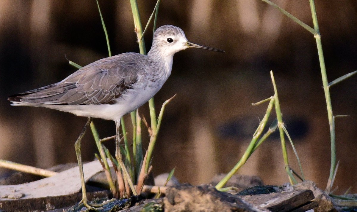BirdsofBahrain's tweet photo. #Bahrain #Birds Marsh Sandpiper a scarce but regular winter visitor https://t.co/7ref7kUfs2