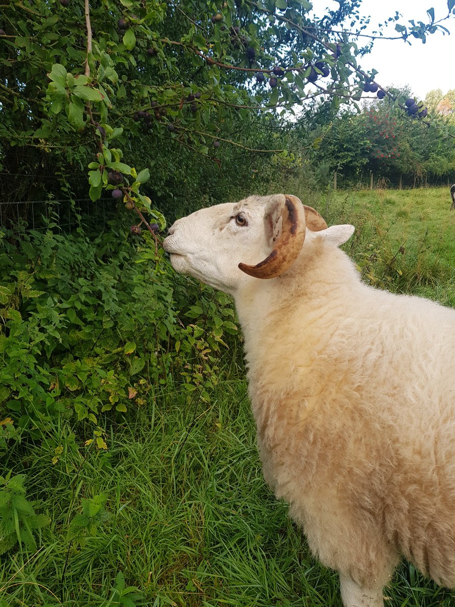 IreneMa62938009's tweet photo. Who knew we had a damson tree at the edge of the field.  Clearly Dave does! Have a terrific Thursday lovelies 🦚🦄🦋🐈🐑🍪💕 https://t.co/YmaeegE6dJ