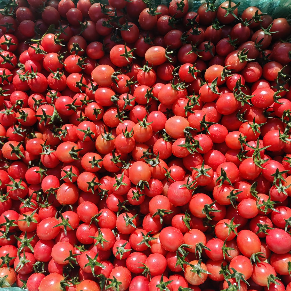 BuhiaSandra's tweet photo. Just tried the new farm-grown cherry tomatoes—burst with sweet juice, zero bitterness, perfect for salad snacks! https://t.co/Y05vnjBeqc
