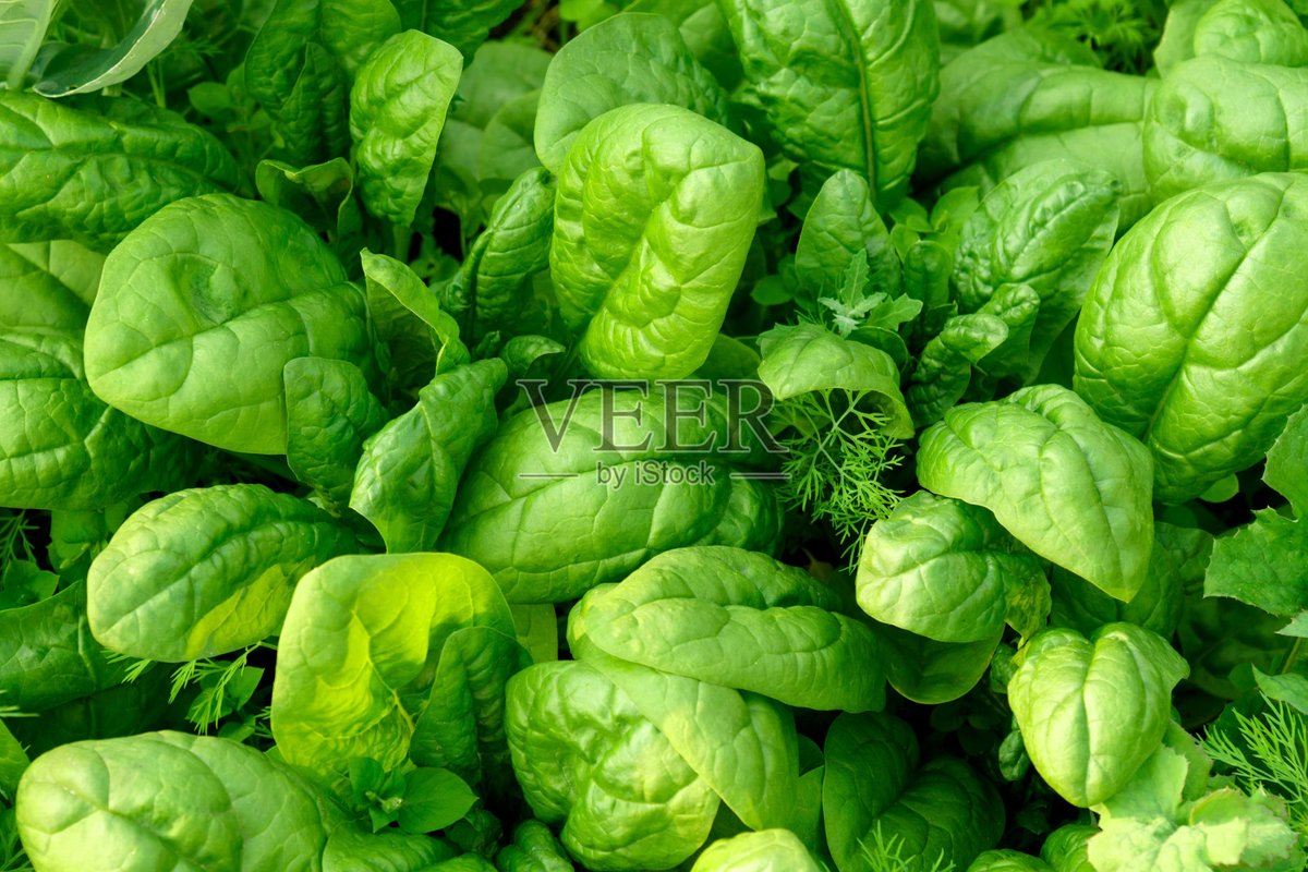 drogbautd's tweet photo. Just tried the new organic baby spinach from the local farm—super crisp, mild flavor, packed with vibrant greens perfect for salads or smoothies!  Highly recommend for healthy meal prep!， https://t.co/EMVqCasl9v