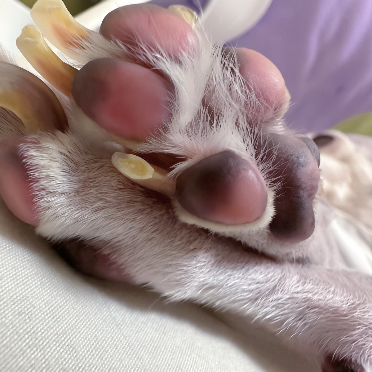 numata_numako's tweet photo. 特別にお見せします https://t.co/rnxvH8whMj