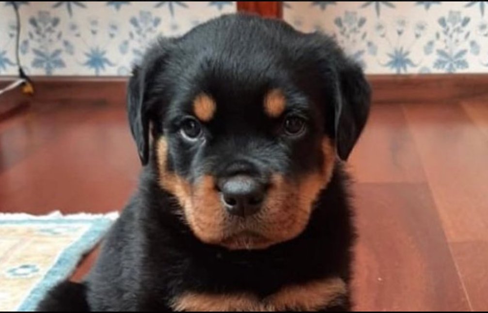EL95468816's tweet photo. @UnSubtleDesi none.. her dog made her like this https://t.co/E56mSHhATX