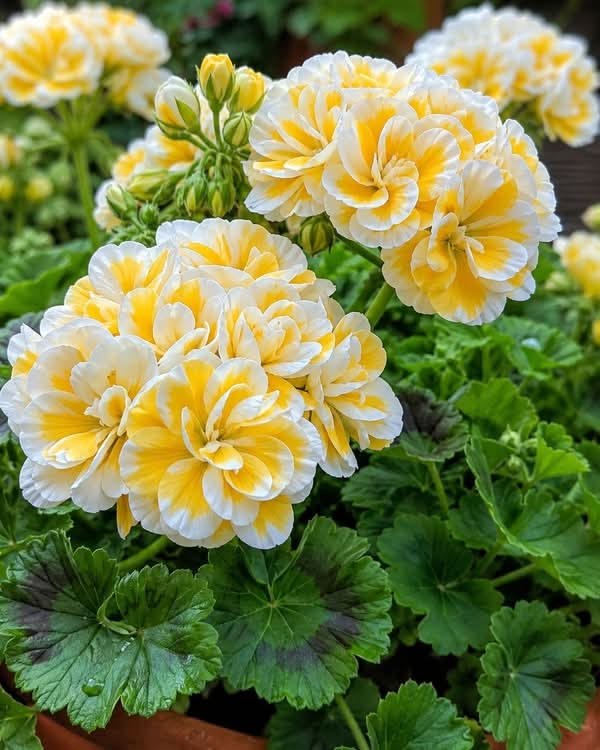 inspirativeking's tweet photo. Butter-yellow petals edged in white, blooming like little suns* 🌼 https://t.co/eZ8ZKwXtZX