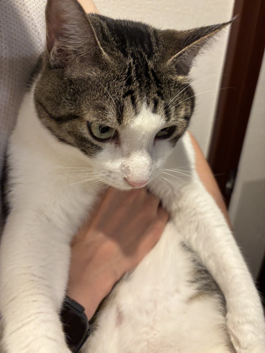fukuroupiyopiyo's tweet photo. ←スタイ（ハッピーバースデー）があるとき
→スタイ（ハッピーバースデー）がないとき https://t.co/vbXZqUzRTg