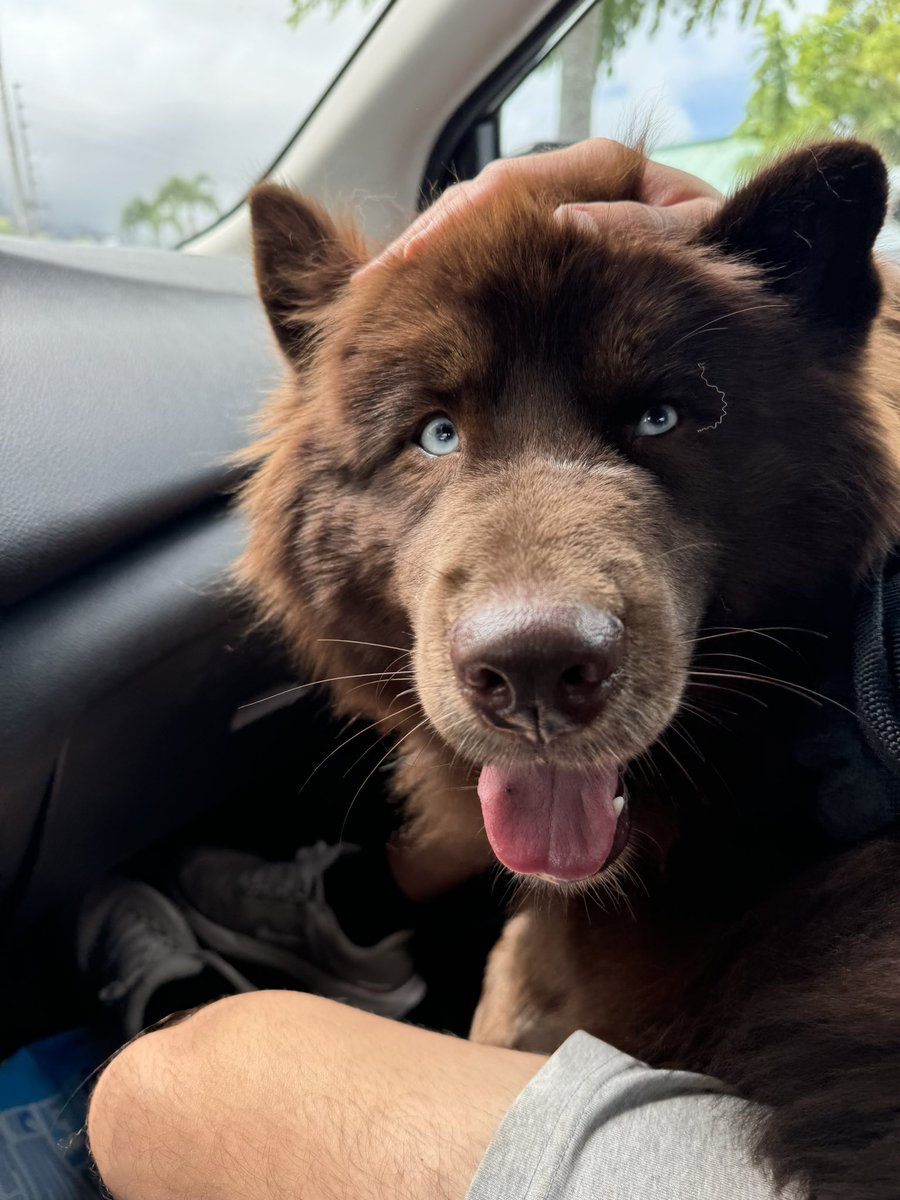ChocoHIHusky's tweet photo. Theo’s On His Way

#chocolatehusky #brownhusky #husky #theoraeken #teenwolf https://t.co/W3cNTro7k8