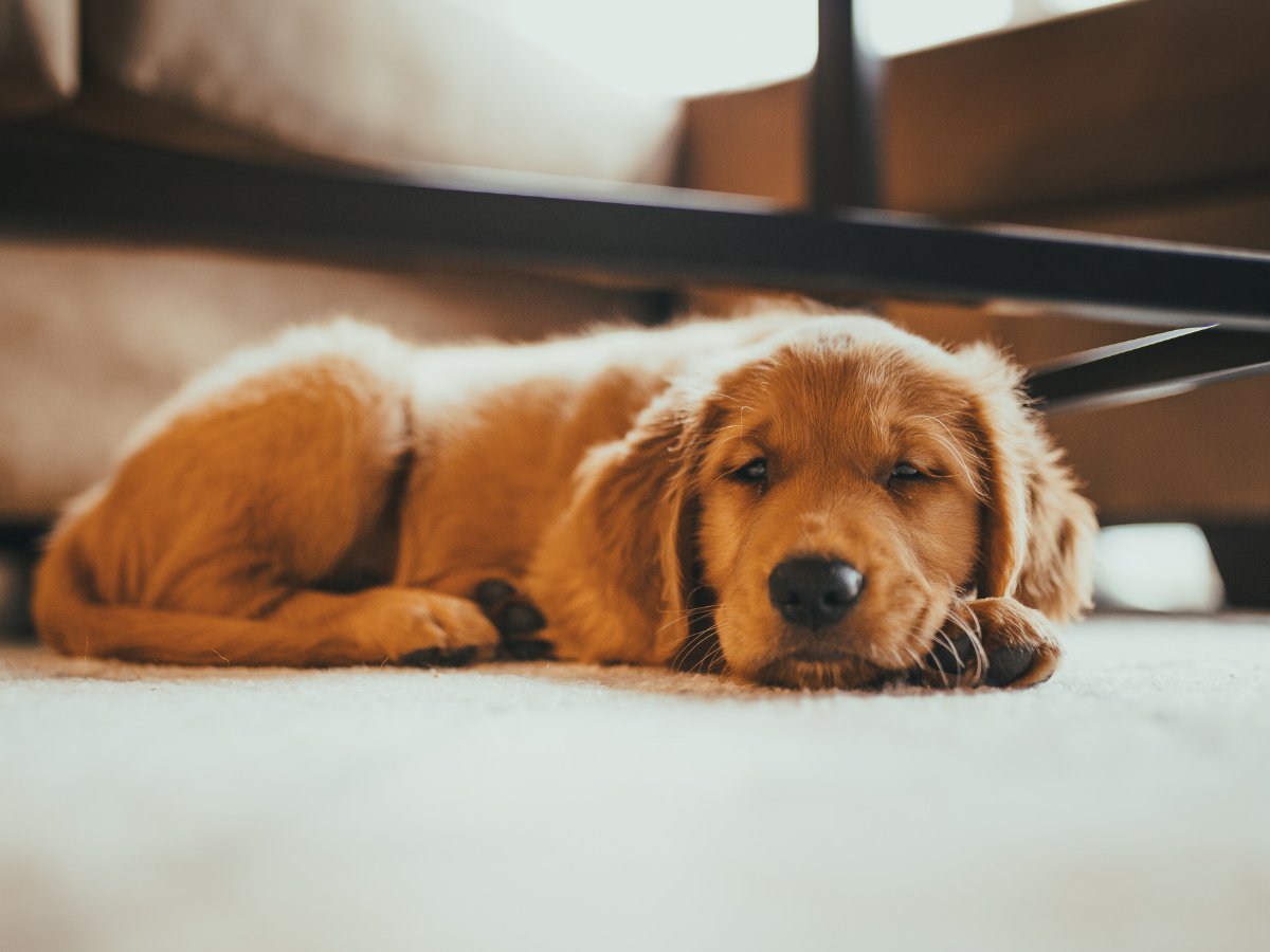 yuonkampo's tweet photo. 見逃さないで🧐 
「疲れた」は不調を知らせる体からの最初のサイン。この段階で、すぐにケアすると病態も複雑にならず、回復もスムーズ。疲れのタイプを大きく２つに分けると.. 
①胃腸が弱く、もともとエネルギーが作れないタイプ 
②エネルギーは作れても、使いすぎる消耗タイプ 
　
あなたは？↓　
①エネルギー生産不足タイプ　
・量を食べられない　
・胃がもたれる　
・食後に眠気　
・下痢しやすい　
・朝が苦手　
・まぶたがむくむ　
　
②エネルギー使いすぎタイプ　
・気を使う性格や環境にいる　
・まじめで責任感が強い　
・夕方に疲れが出る　
・朝から晩まで動く　
・動くと汗が大量に出る　
・休むのが苦手　　
　
対策は↓　
①エネルギー生産不足タイプ　
早く回復しようと無理に食べるのは胃腸の負担となりNG。疲れた時こそ、消化のよいものを腹８分目。お鍋やお味噌汁、煮物などで疲れが回復するまで調整を　
　
②エネルギー使いすぎタイプ　
夜更かし厳禁。予定を詰め込みすぎない。休憩もタスクに入れる。一人の時間を作る