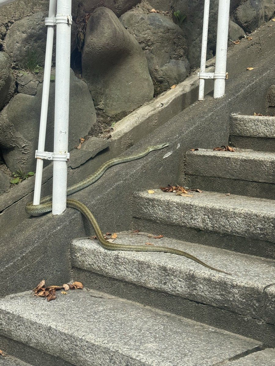 oofunakannonji's tweet photo. 今日の朝、掃除をしていたら🐍蛇さん来山していました。
上手に階段を登って観音様に会いに行っていました。 https://t.co/0AJ3amXQAH