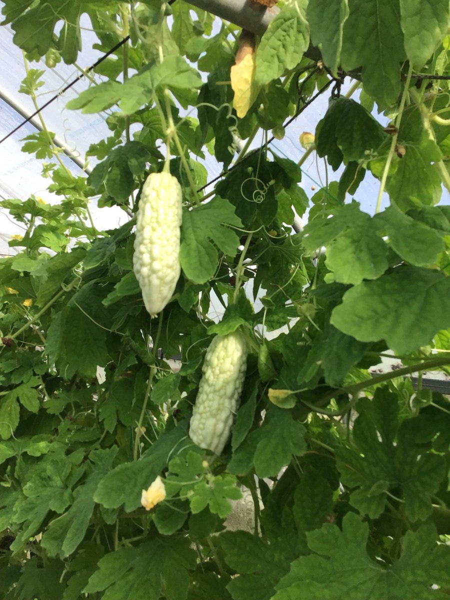 ft4in's tweet photo. 丹精込めて作られ��野菜、とても美味しそうですね！
活気あふれる市場の雰囲気も素敵です。暑い中（または作業中）お疲れ様です！✨

⁠#野菜栽培⁠ #農家の日常 ⁠#採れたて ⁠#バジル⁠ ⁠#ミニトマト ⁠#直売所⁠ ⁠#農業女子⁠ #農家さんとつながりたい⁠ https://t.co/F4C3PTMLka