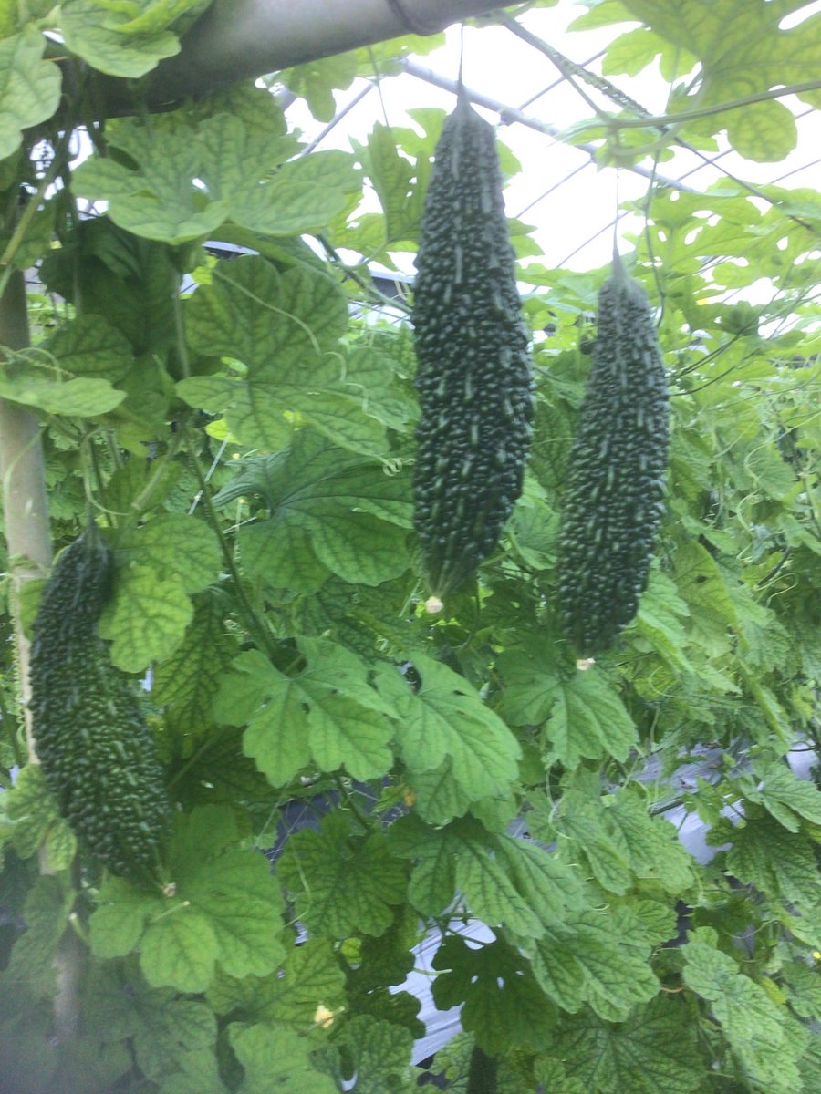 ft4in's tweet photo. 丹精込めて作られ��野菜、とても美味しそうですね！
活気あふれる市場の雰囲気も素敵です。暑い中（または作業中）お疲れ様です！✨

⁠#野菜栽培⁠ #農家の日常 ⁠#採れたて ⁠#バジル⁠ ⁠#ミニトマト ⁠#直売所⁠ ⁠#農業女子⁠ #農家さんとつながりたい⁠ https://t.co/F4C3PTMLka
