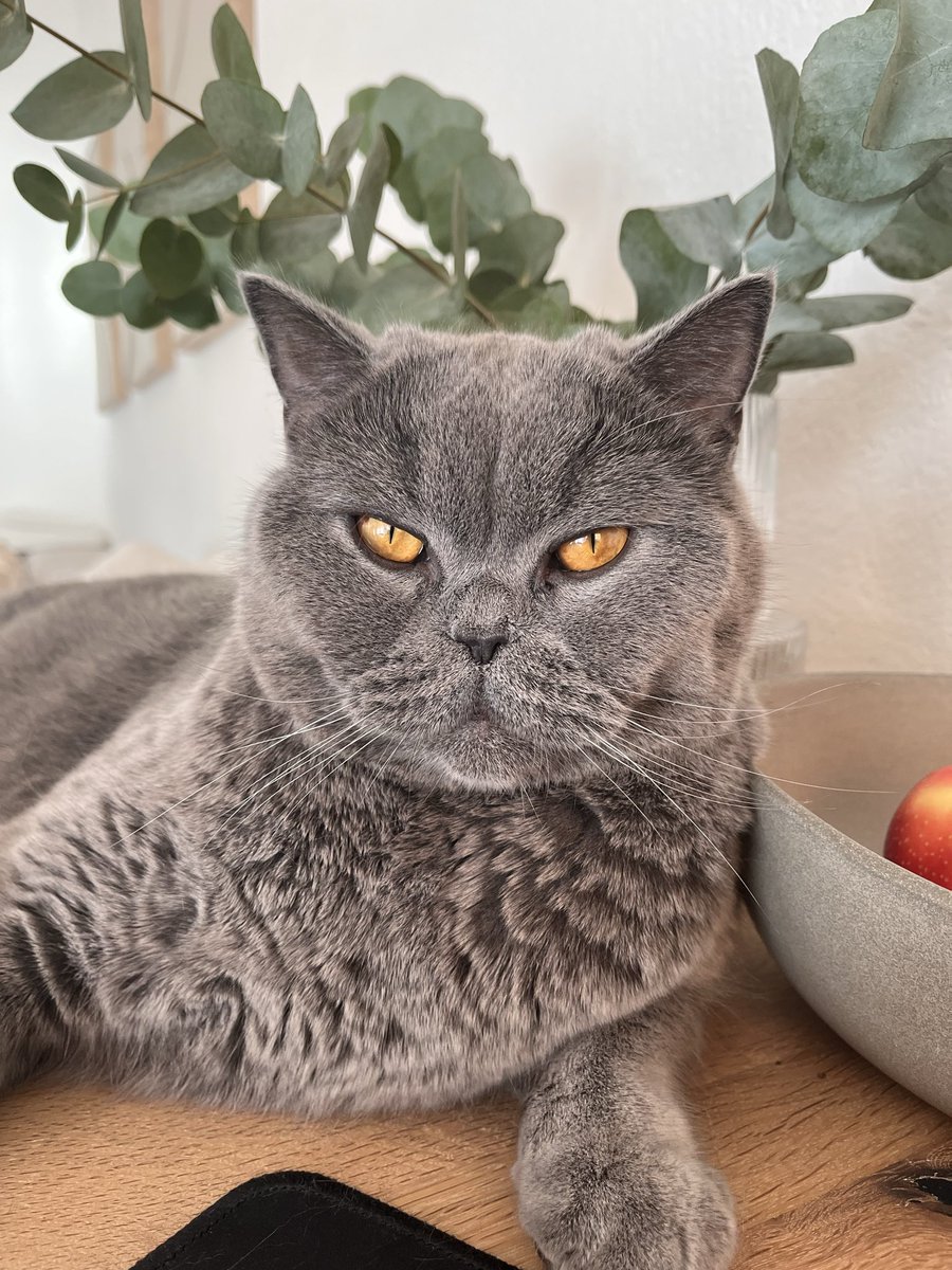 CatShantikSOL's tweet photo. Here’s Two Photos Of the Cat (The Cat From ShantikCoin)

#ShantikCoin #MemeCoin #Solana #SOL https://t.co/aWwR7gn2p1