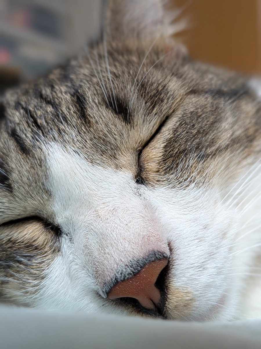 Sinfa_Granhard's tweet photo. TLに猫投下しとこ🐱 https://t.co/HiO6I5Cd1W