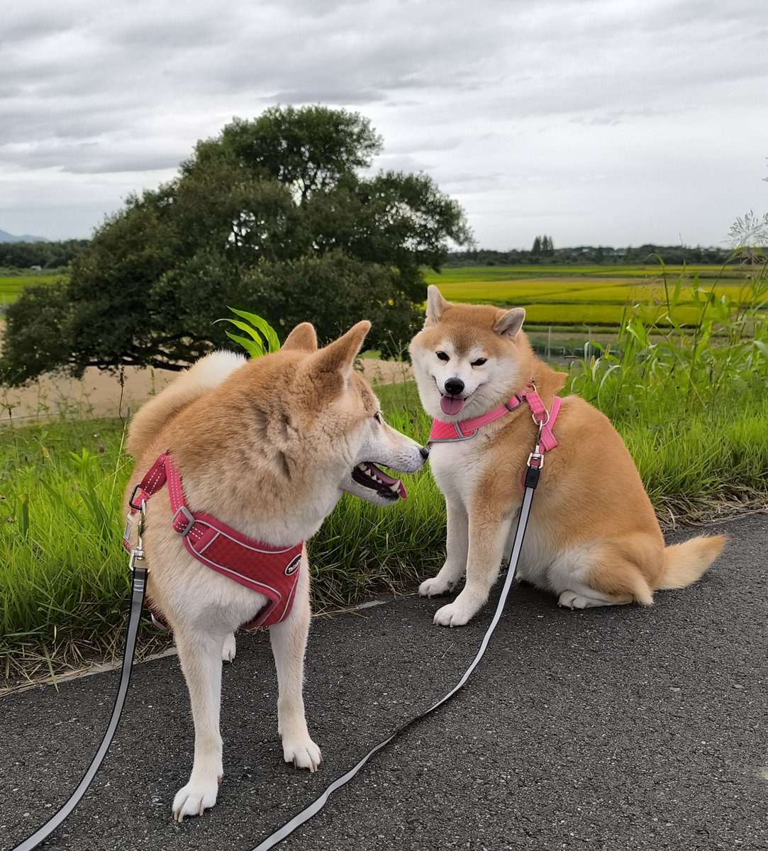 chibiko20190705's tweet photo. 夕散歩
雲り☁
ポツッポツッとたまに雨があたる程度で
土手コース半分で帰宅😊
ちび子　ニコニコ😊
まる子　ニコニコ😊
#柴犬　#犬との生活　#犬のいる生活 https://t.co/8f7dYcFzjp