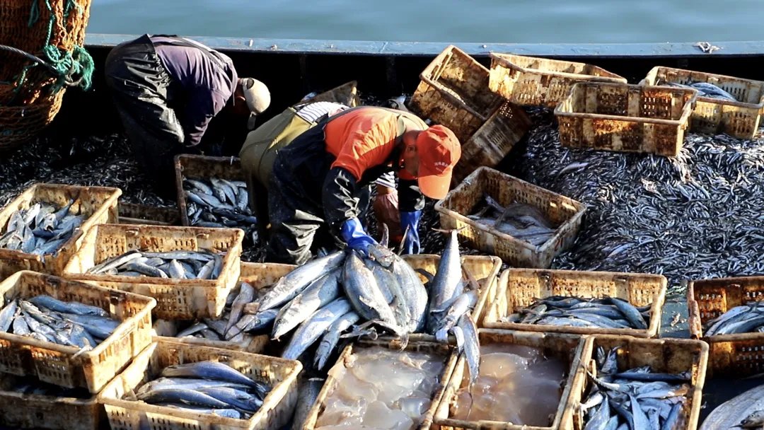 sea_Dalian's tweet photo. After a 4-month fishing ban, the first boats are back!
#这里是大连  #iDalian #FishingSeason 
At dawn on Sept 3, engines roared at Bailanzi Fishing Port . The quiet dock came alive as the first medium and large fishing vessels returned – pure, ice-cold Bohai freshness!  🤭 https://t.co/3sVZqV4UUI
