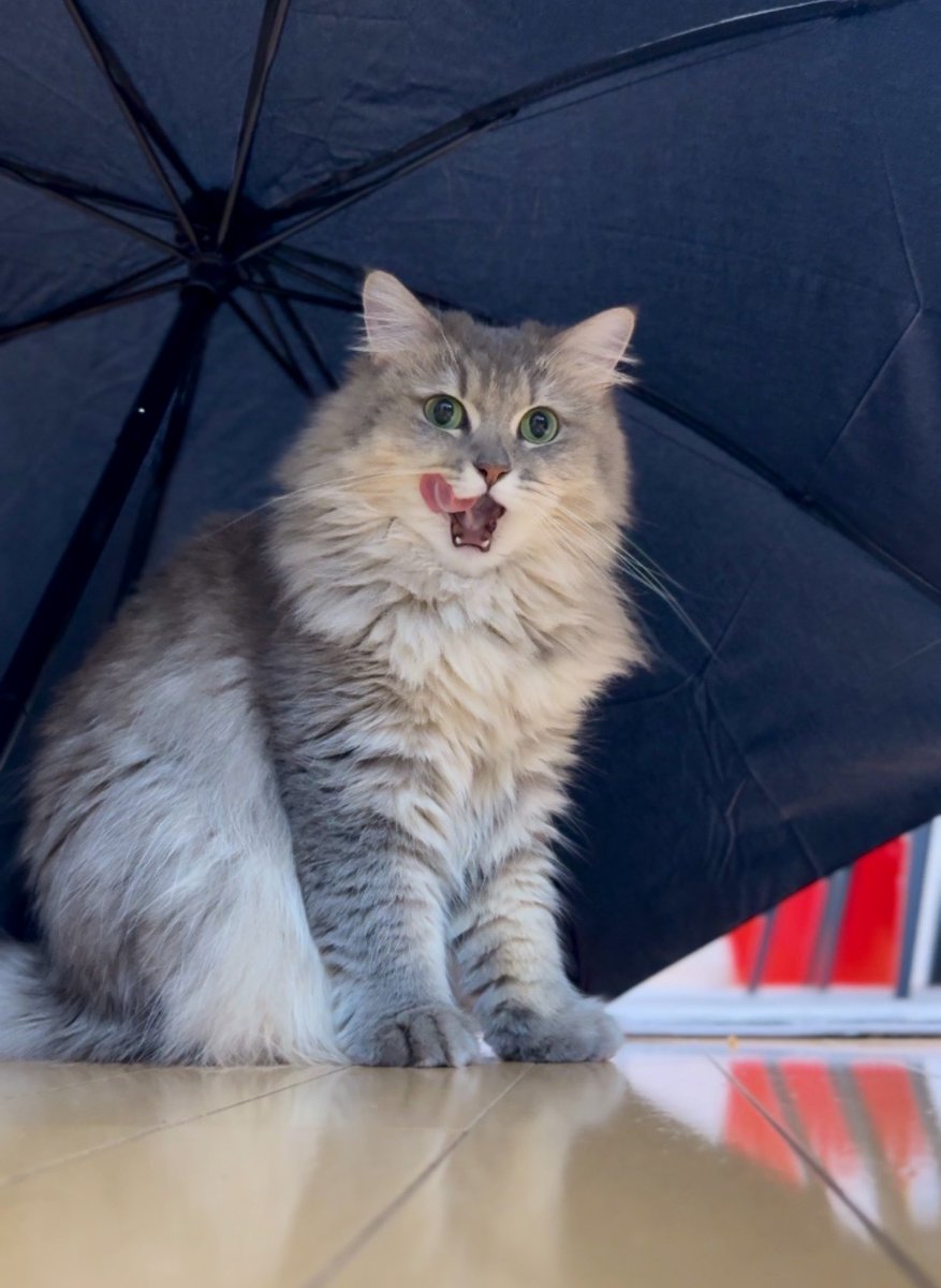 lua_lua_x_x's tweet photo. 外、雨降ってるの？
よかったら、中、いっしょに入る…？🥺☔️

#猫のいる暮らし #猫の日常 #猫のいる生活 
#猫好きさんと繋がりたい #猫　#ミヌエット
#雨　#雨の日　#雨宿り https://t.co/zZuAhrgb0l