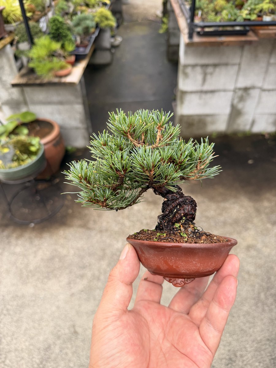 vi7qg's tweet photo. 五葉松です

植替えして約半年、
夏を無事乗り越えまた☺️✨

鉢にも馴染んできてかっこいいっすねー😻✨ https://t.co/ja2arX5f12
