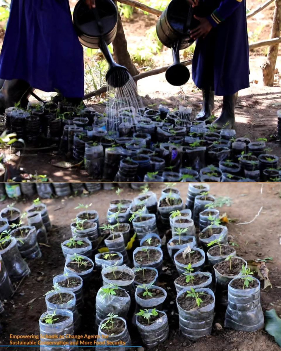 CASEE_tz's tweet photo. From seedlings to new forests! 

​At Isabe Primary School (Kondoa), this tree nursery is a hands-on classroom teaching students climate action &amp; conservation.
​Every seedling planted today is tomorrow's shade &amp; harvest!

​#CASEETanzania #Kondoa #Conservation https://t.co/XpYRprBMzQ