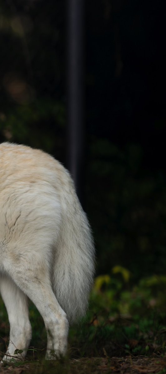 ttk_wolf's tweet photo. 木漏れ日とオオカミ

シンリンオオカミ リン
東山動植物園
2025.12.2 https://t.co/PcXy6vonnd