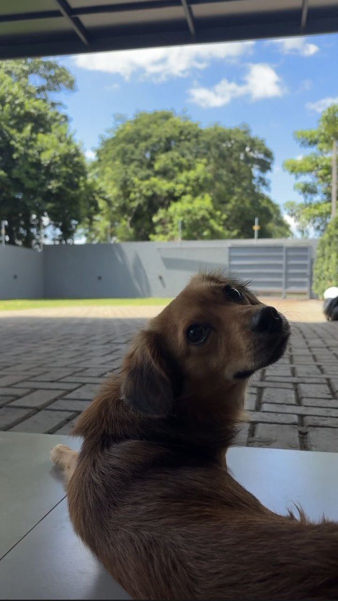 EtheralKelly's tweet photo. my tiny sunshine with four paws ☀️🐶 https://t.co/2FnphoEZo9