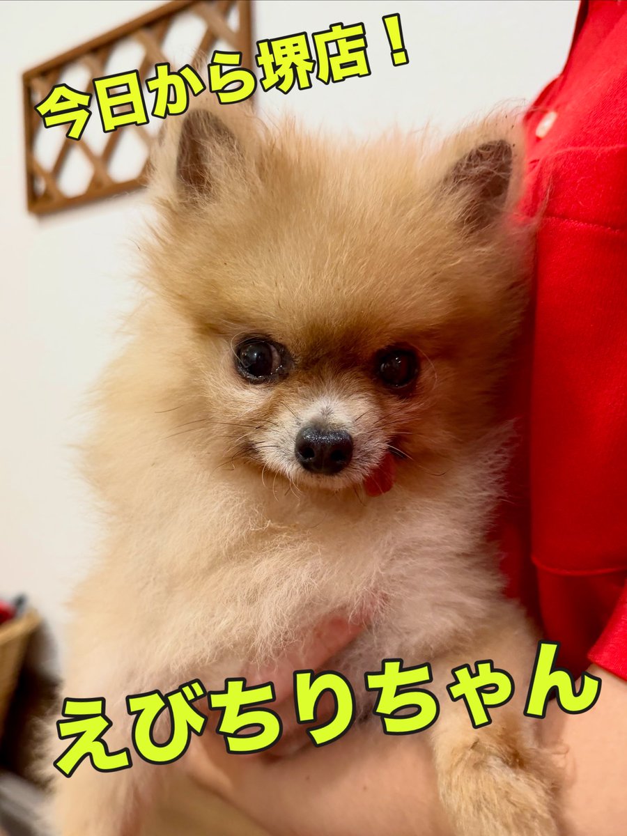 hogokensakai's tweet photo. 🔰新メンバー🔰の
えびちりちゃんがやってきました🎵

里親さま募集中🐾 

📛えびちり
2018.12.10生まれ/７歳/女の子
#ポメラニアン/女の子/1.45㌔

保護犬カフェ堺店
📮大阪府堺市北区東雲東町3-6-20
☎️072-230-4800
⏰12時〜20時

#保護犬カフェ堺店 
#里親様募集中  #新メンバー
#ぽめらにあん https://t.co/m7rhEzlWqx