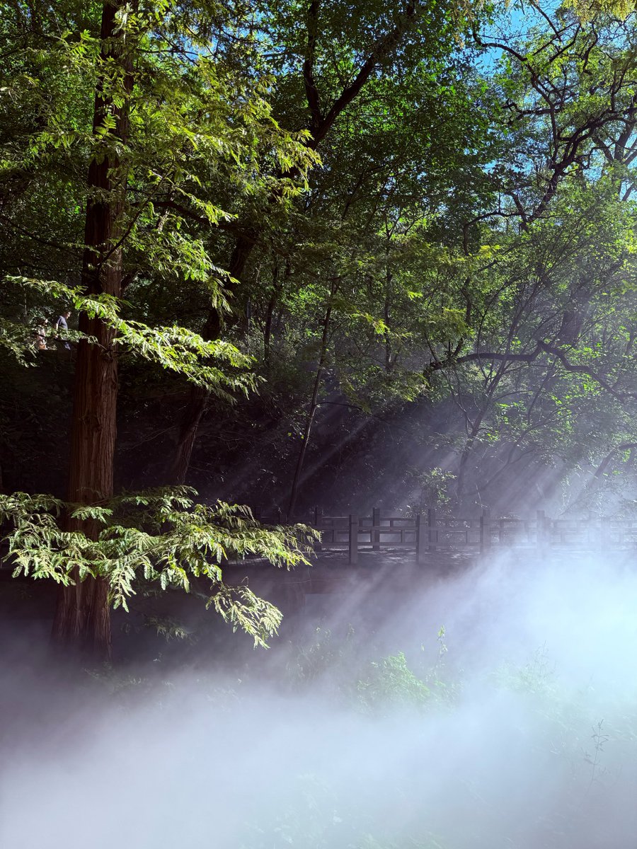 miriamjazmin7's tweet photo. Just found a hidden mountain trail in Kyoto this morning—mist wrapped around cedar trees and a lone stream’s gurgle was the only sound. Sometimes the best trips aren’t on the guidebook! https://t.co/26RycYFOIH