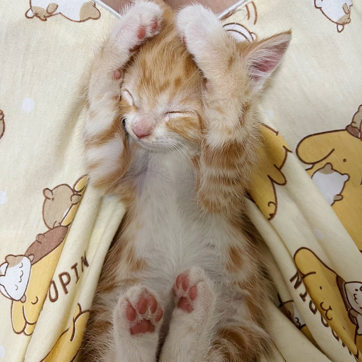 bJToV3cCV6BhHjh's tweet photo. 刚拆家的小奶猫如今会蹭手心要摸摸啦，养宠的惊喜全在这些软乎乎的成长细节里～， https://t.co/cWtsvO5Nzz