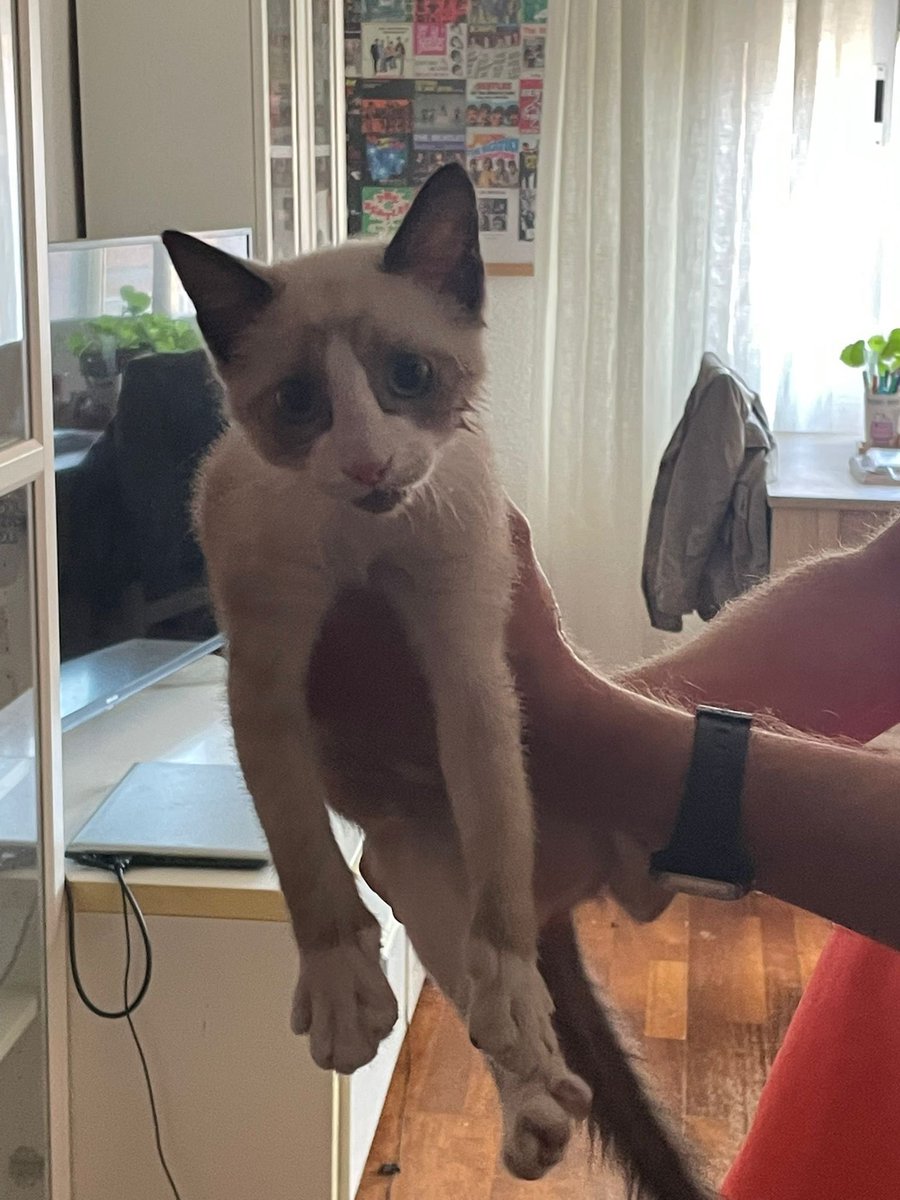 AranjuezHeraldo's tweet photo. Nos hemos encontrado esta gatita en la Calle Almansa, 11. Por si alguien la está buscando. Lo tenemos en casa. Teléfono de contacto 635010125/620870327 https://t.co/IBeSaiUXSS