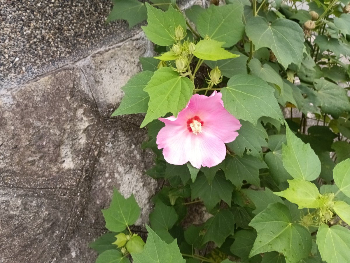 Walking801's tweet photo. 写真日記（9月3日）#川西市 #川西写真散歩
　もう終わったかと思っていたフヨウが２輪咲きました。最盛期には毎日１０数輪咲いていましたが数は大幅に減っています。しかし、その分ずいぶん大きくなりました。数が減ると、その分栄養が集中するので大きくなるのかな？ https://t.co/ofc8L9E4j9