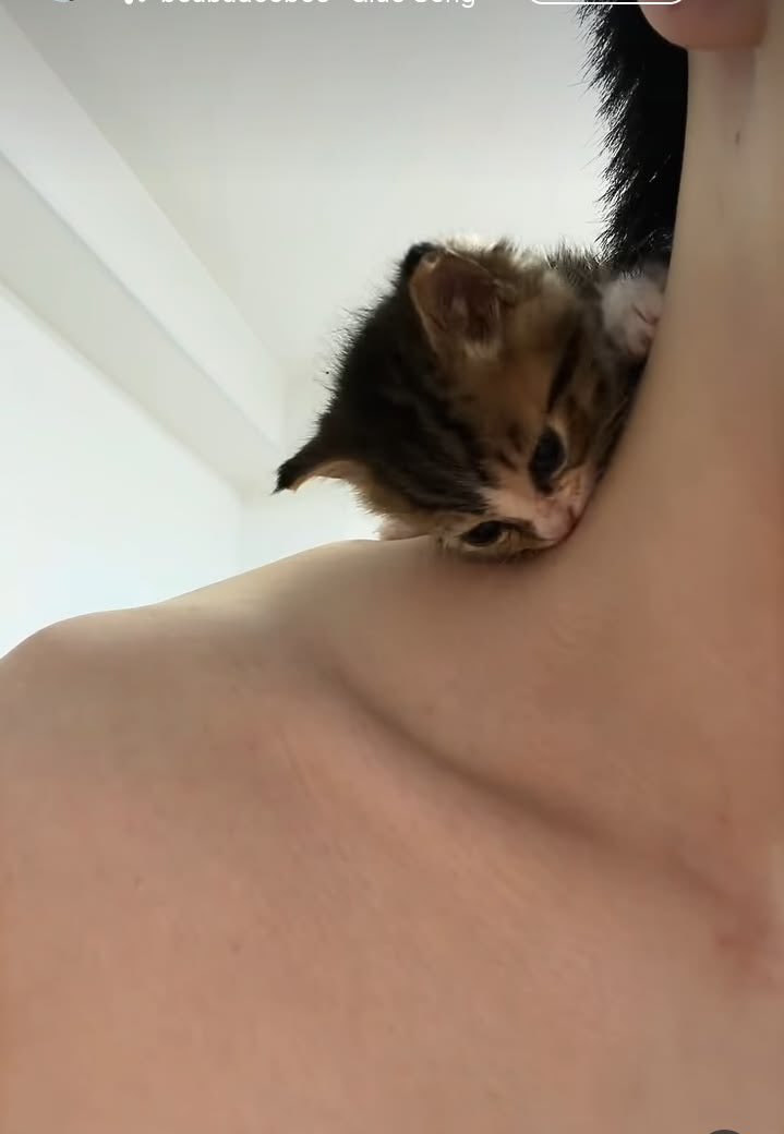 nocontextscats's tweet photo. Little vampire https://t.co/rGjqmP2NcC