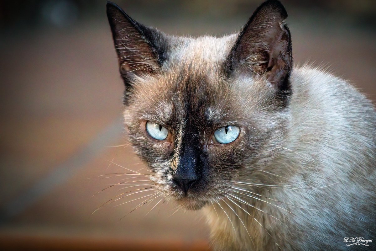 lmartinbarajas's tweet photo. Los gatos son como libros, los que no tienen hogar, tienen las historias más interesantes. 

#canon #CanonArt #canondany #picture #fotografia #PhotographyIsArt #foto #fotos #photooftheday #PHOTOS #photograph https://t.co/JHdCF5FdU6