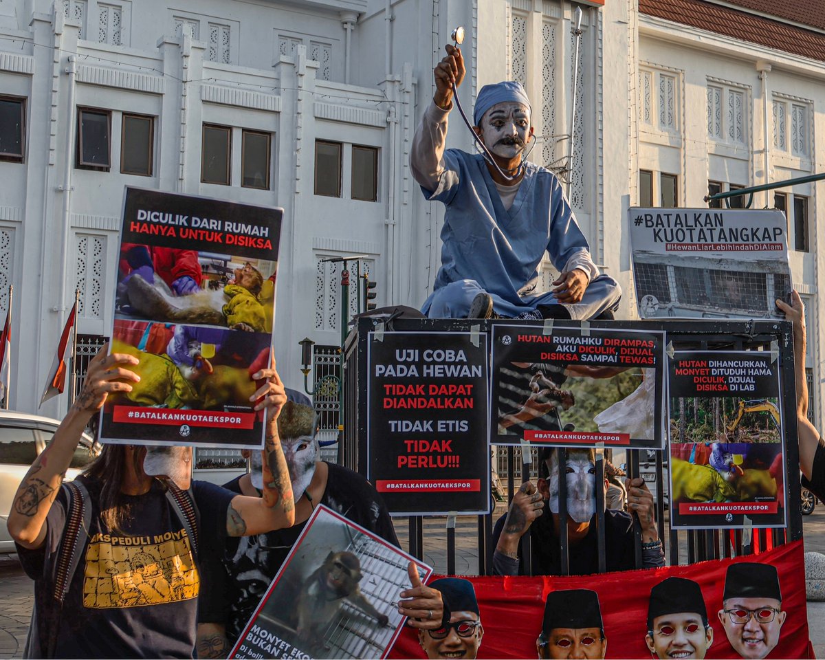 Action4Primates's tweet photo. Thousands urge Indonesian Government to stop #macaque exports. Despite classified as Endangered species by IUCN Red List, #Indonesia issues export quota for 1,928 monkeys to be sent to overseas testing labs: https://t.co/ontI0Oi1G8 
https://t.co/IHuSH3p8iI   #UnitedforPrimates https://t.co/3evjkNwlRq