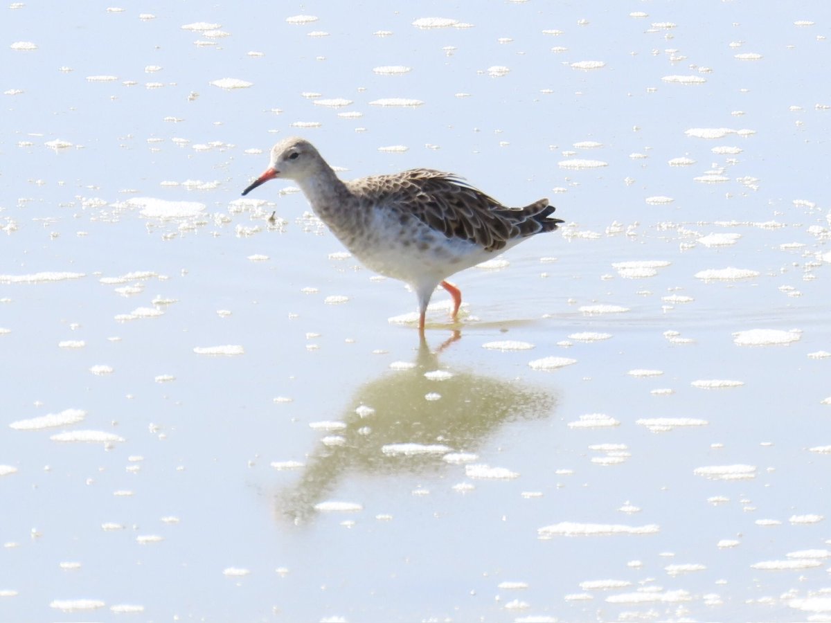 arrivedeh's tweet photo. A ruff in the Ngorongoro Crater, Tanzania. First time we’d seen one. We definitely need to see some in breeding plumage. 

#BirdsSeenIn2026 #birdphotography #ruff #birdwatching #birding #Ngorongoro #lifer https://t.co/nnOYaJyEIH