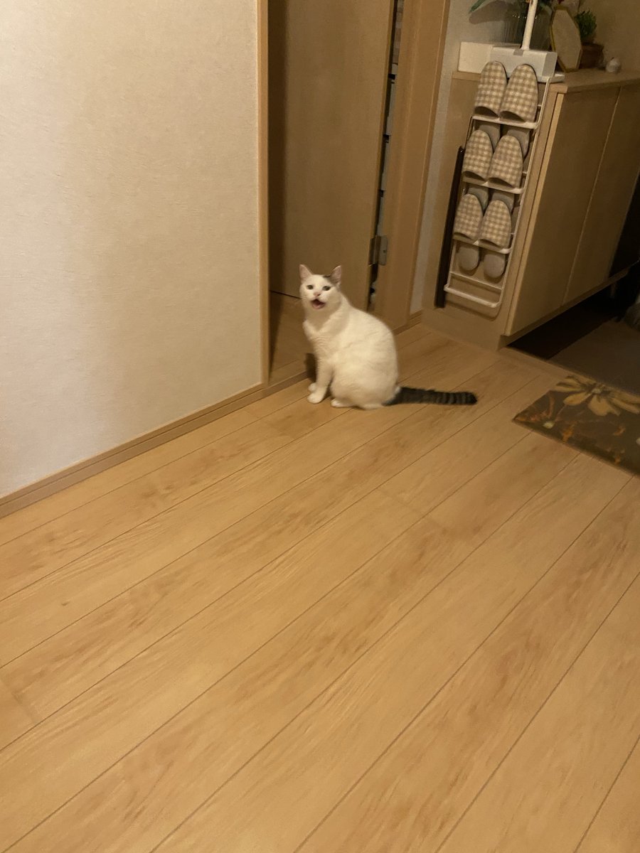 _wpwpwp_'s tweet photo. \こっちさ来ーよ/ https://t.co/ma5Gz2aplz