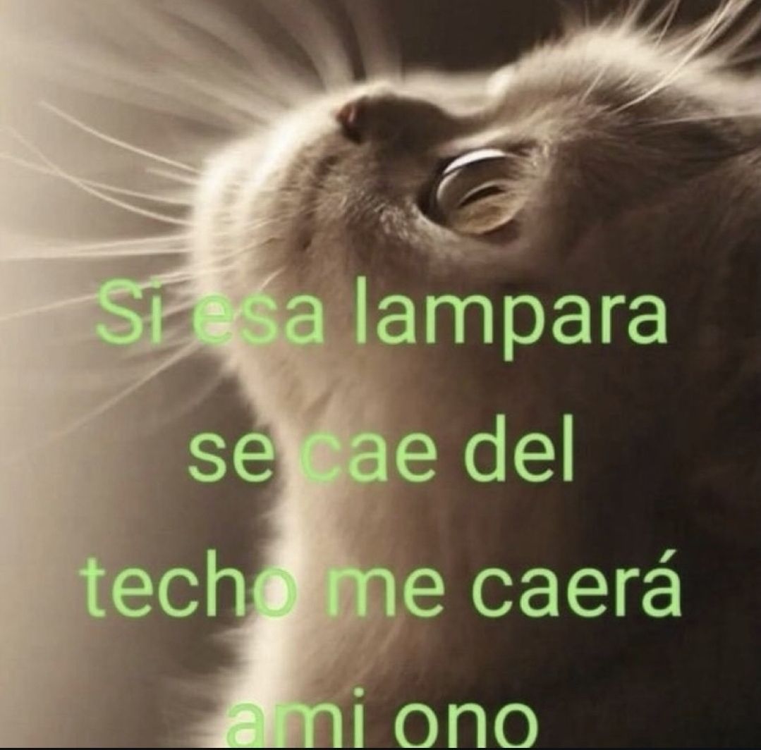 wikipistacho's tweet photo. https://t.co/O1vUnCXXwL