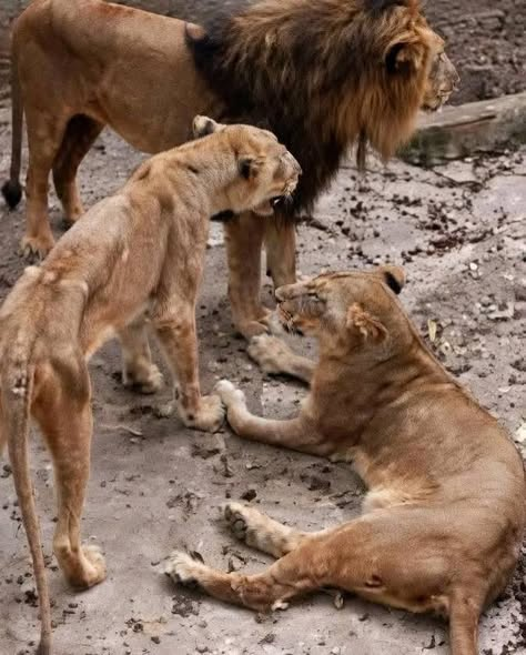 tiger26931's tweet photo. This is the help request we received from concerned supporters.
These lions are held in a zoo in a Cuba and we need someone on the ground to investigate and go there. We will then try to find a solution to get them to our sanctuary in one of our African places. https://t.co/Px75vMXYRo