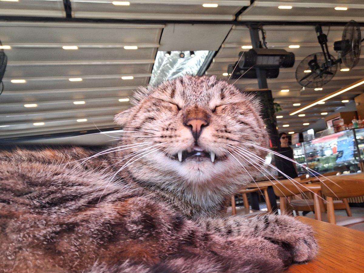 uzgunkayisi's tweet photo. Yiaaaa ❤️ 
Vampir Kedo buldum bugün şanslı geçecek. https://t.co/Q5M56k4SvU