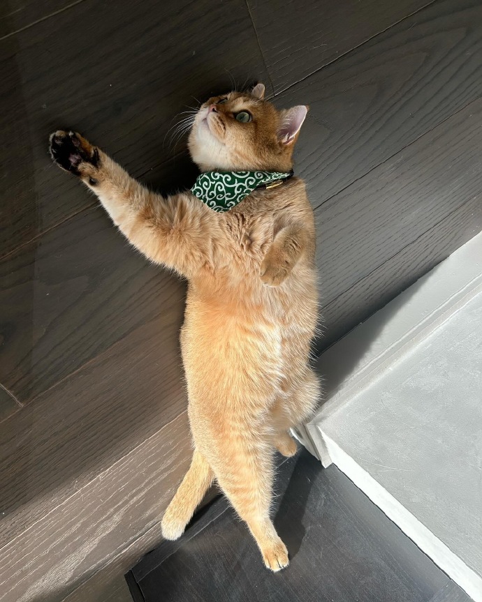 johohye90756228's tweet photo. 刚拖完的地板亮得能当镜子���橘猫跳上去直接劈叉打滑，装成淡定伸爪挠沙发的样子，藏不住的小慌张， https://t.co/hDAcrrw6MJ