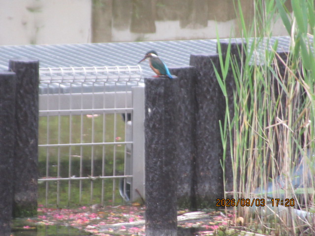 YypyY7LkmyPRaxG's tweet photo. ほぼ半年ぶりの
#カワセミ
おかえりなさい~
#野鳥撮影 #野鳥
夕方近くなので。。。
#SH620H https://t.co/G1NOUEIwfK