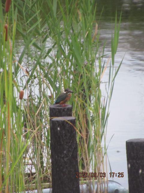 YypyY7LkmyPRaxG's tweet photo. ほぼ半年ぶりの
#カワセミ
おかえりなさい~
#野鳥撮影 #野鳥
夕方近くなので。。。
#SH620H https://t.co/G1NOUEIwfK