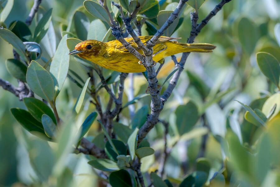 DebraMartz's tweet photo. "Mangrove Warbler At Home"
...in the Mangroves. This little one was flitting all about within the large stand of Mangroves. Photographed from a mudflat filled with Mangroves on South Padre Island, TX.
https://t.co/adfIujN52k @debramartz #warbler #mangrove #songbird #birdlovers https://t.co/nvVuh0Wodx